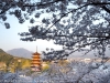 Japan-Cherry-Blossom-98-L