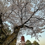 IMG_6752-e