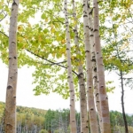 blue-pond-011
