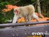 kamikochi-JapanPhotoGuide-051