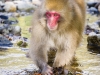 kamikochi-JapanPhotoGuide-059