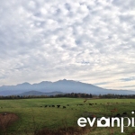 kamikawa-angus-farm-005