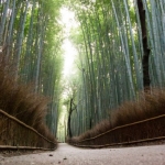 kyoto-bamboo-001
