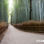 kyoto-bamboo-002