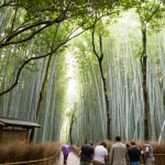 kyoto-bamboo-004