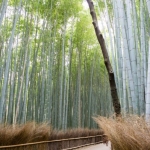 kyoto-bamboo-005