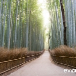 kyoto-bamboo-006