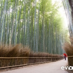 kyoto-bamboo-007