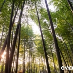 kyoto-bamboo-008