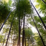 kyoto-bamboo-009