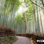 kyoto-bamboo-010