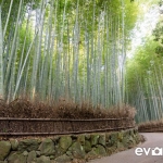kyoto-bamboo-011