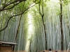 kyoto-bamboo-004