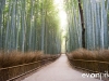 kyoto-bamboo-006