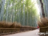 kyoto-bamboo-007