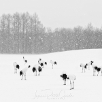 japanphotoguide-red-crowned-cranes_0040