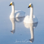 japanphotoguide-whooper-swans_0007