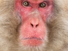 japanphotoguide-japanese-snow-monkeys_0064