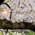 010-Tokyo-Cherry-Blossom
