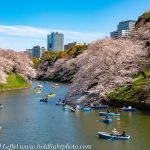 Japan-Cherry-Blossom-25-L