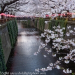 Japan-Cherry-Blossom-48-L
