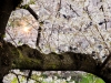 010-Tokyo-Cherry-Blossom