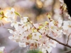 011-Tokyo-Cherry-Blossom