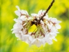 017-Tokyo-Cherry-Blossom