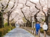 021-Tokyo-Cherry-Blossom
