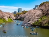 Japan-Cherry-Blossom-25-L