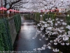 Japan-Cherry-Blossom-48-L