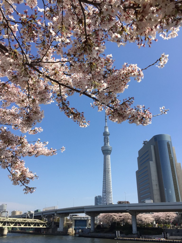 japan photo guide sakura 