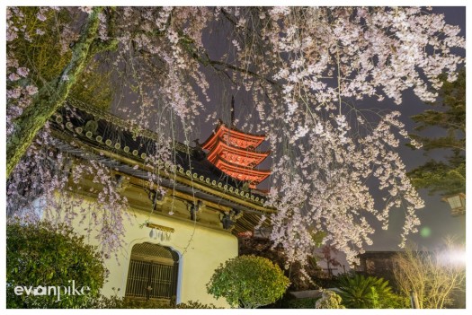 Japan Photo Guide Cherry  Blossom 015