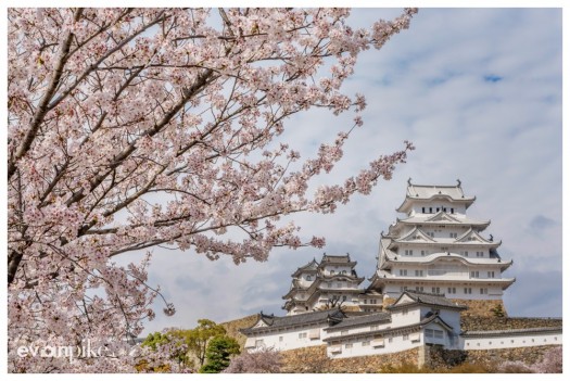 Japan Photo Guide Cherry  Blossom 029