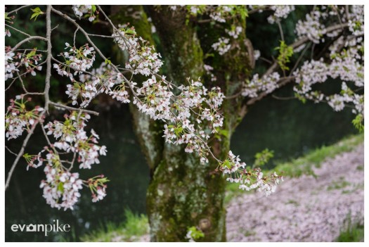 himeji castle japan photo guide