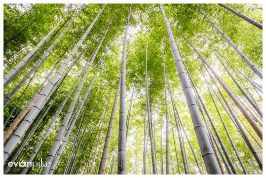 arashiyama kyoto bamboo grove