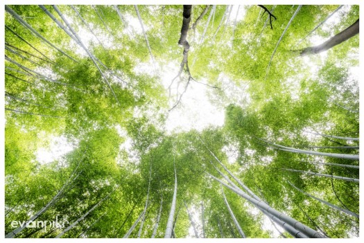 arashiyama kyoto bamboo grove