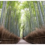 arashiyama kyoto bamboo grove