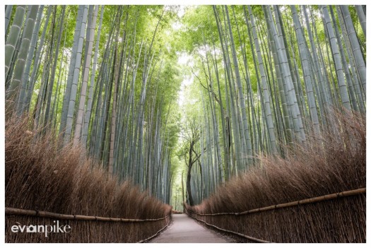 arashiyama kyoto bamboo grove