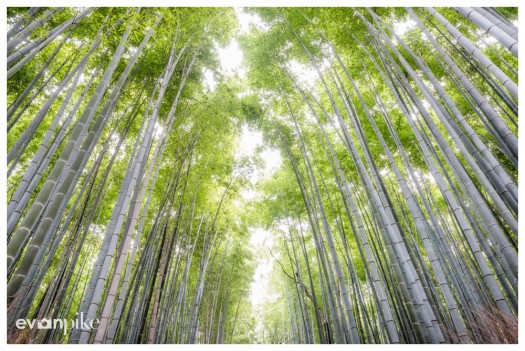 arashiyama kyoto bamboo grove