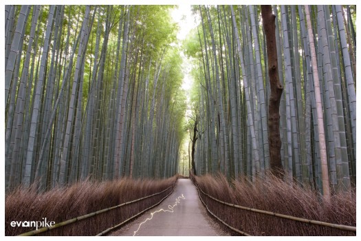 Japan Photo Guide Bamboo 001