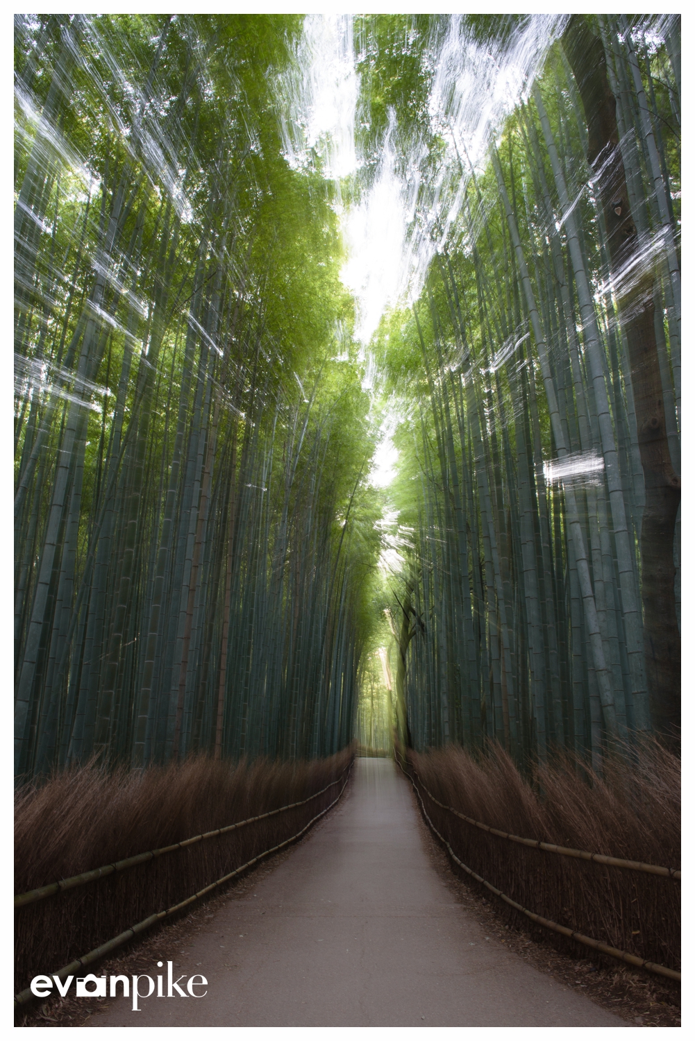 Japan Photo Guide Bamboo 002