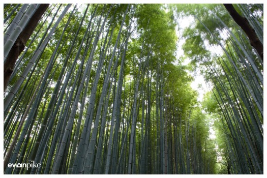 Japan Photo Guide Bamboo 003