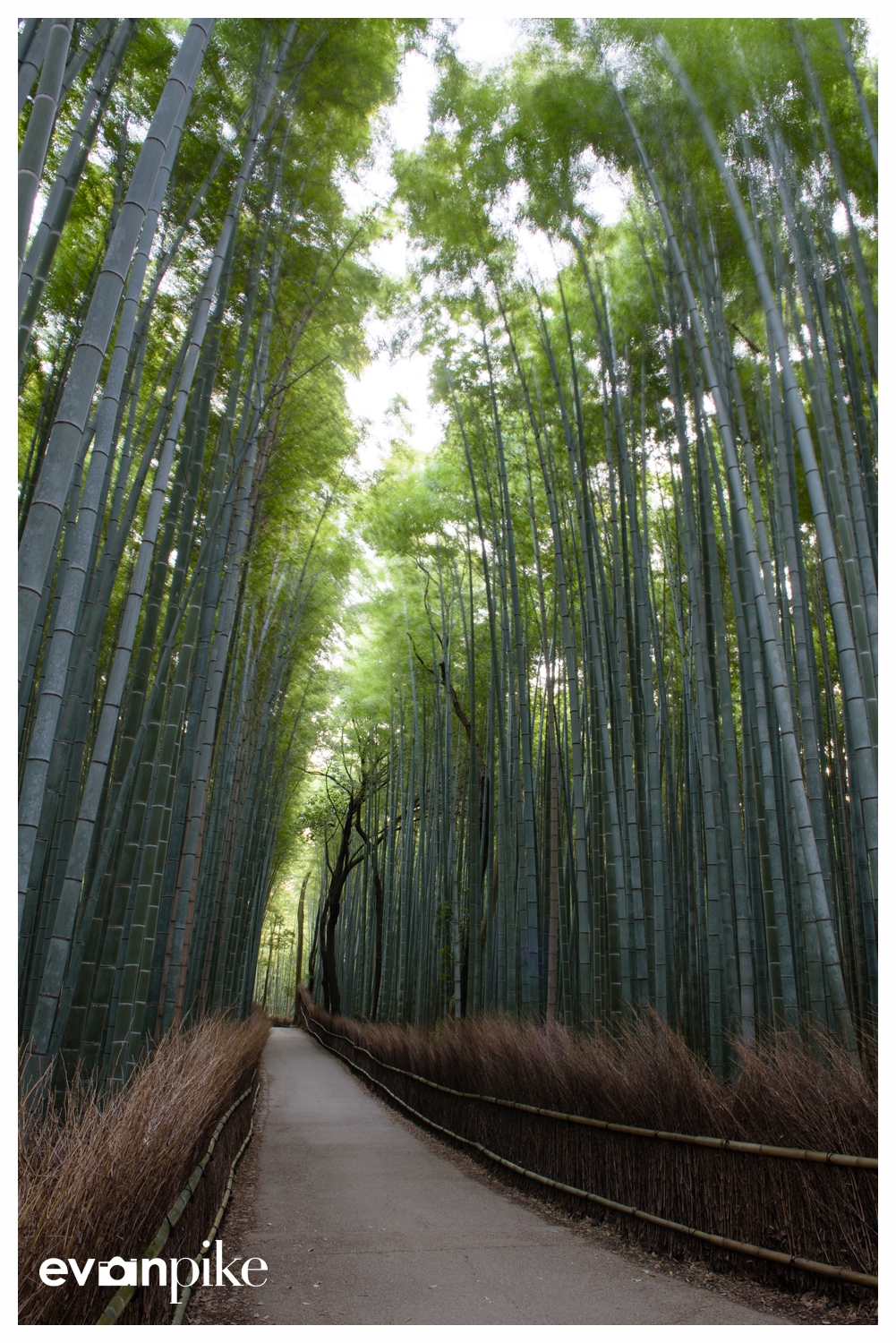 Japan Photo Guide Bamboo 004