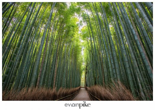Arashiyama Japan Photo Guide Bamboo 106