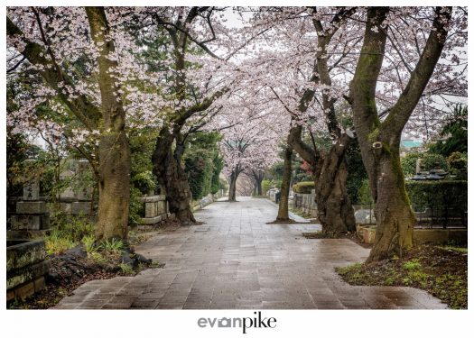Japan Photo Guide Aoyama Cemetery 013