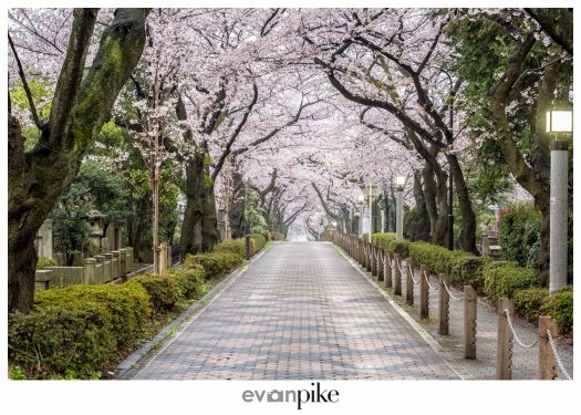 Japan Photo Guide Aoyama Cemetery 015