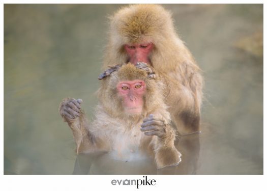 Japan Photo Guide Snow Monkeys 005