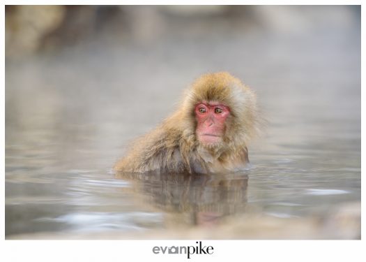 Japan Photo Guide Snow Monkeys 009