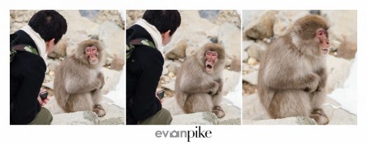 Japan Photo Guide Snow Monkeys 032